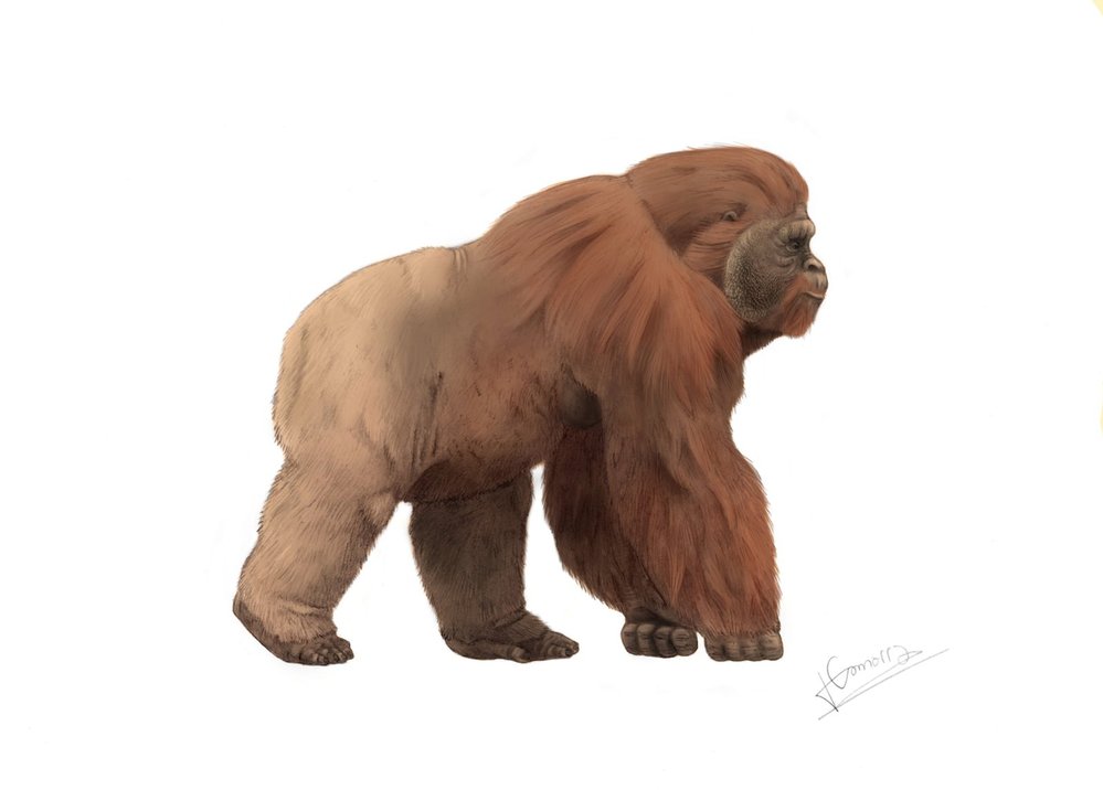 Gigantopithecus: Rekonstrukce podoby