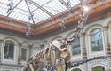 Nejvyšší dinosauří kostra na světě s výškou 13,2 metru patří druhu Giraffatitan brancai