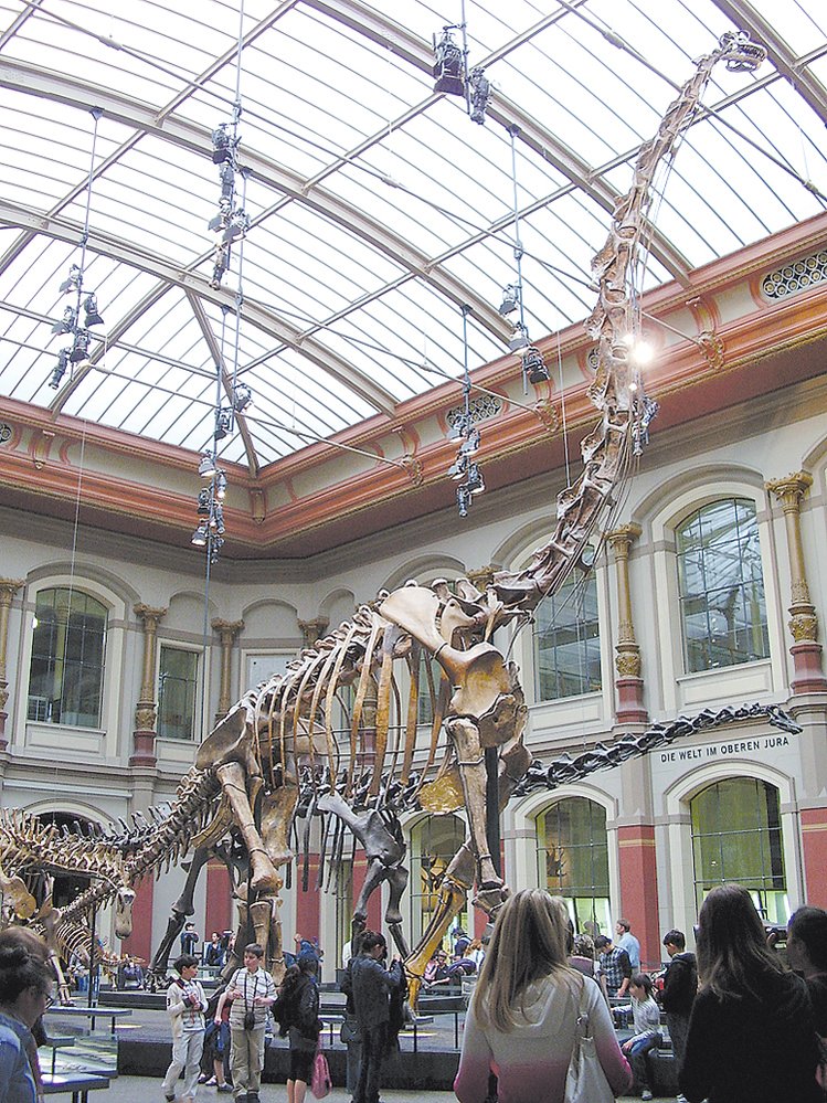 Nejvyšší dinosauří kostra na světě s výškou 13,2 metru patří druhu Giraffatitan brancai
