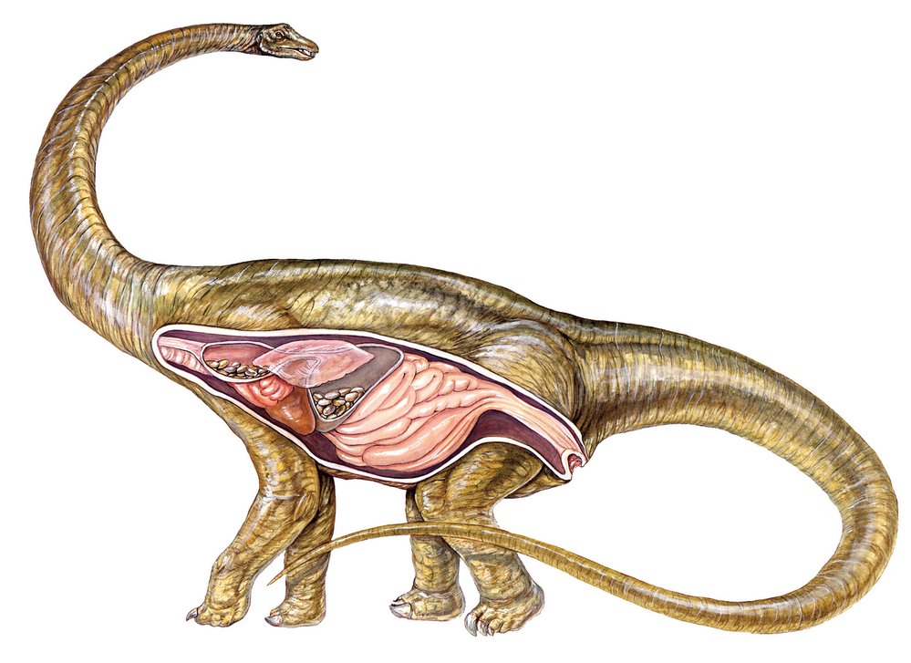 Obří druh Giraffatitan brancai