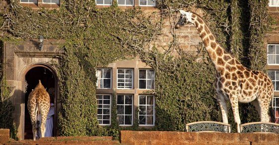 Máte rádi žirafy? Navštivte luxusní hotel Giraffe Manor a posnídejte s nimi