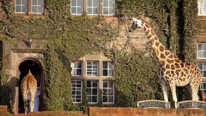 Luxusní hotel Giraffe Manor