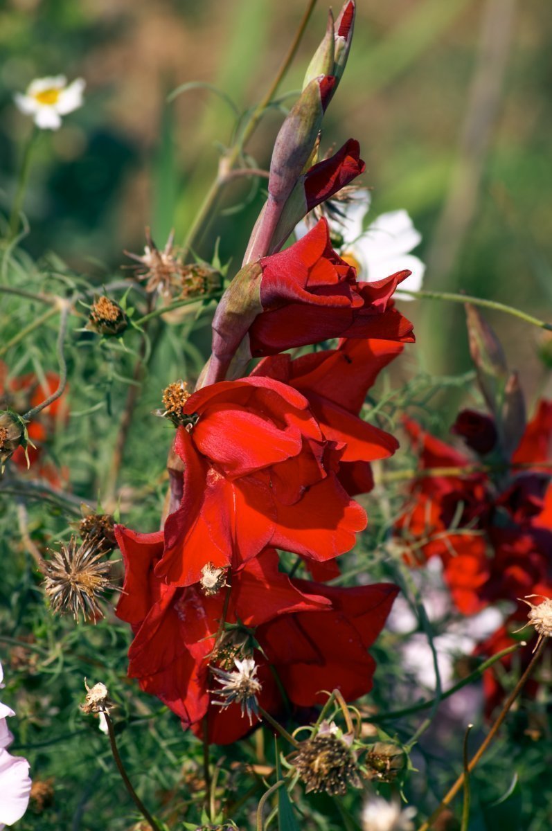 Gladiola