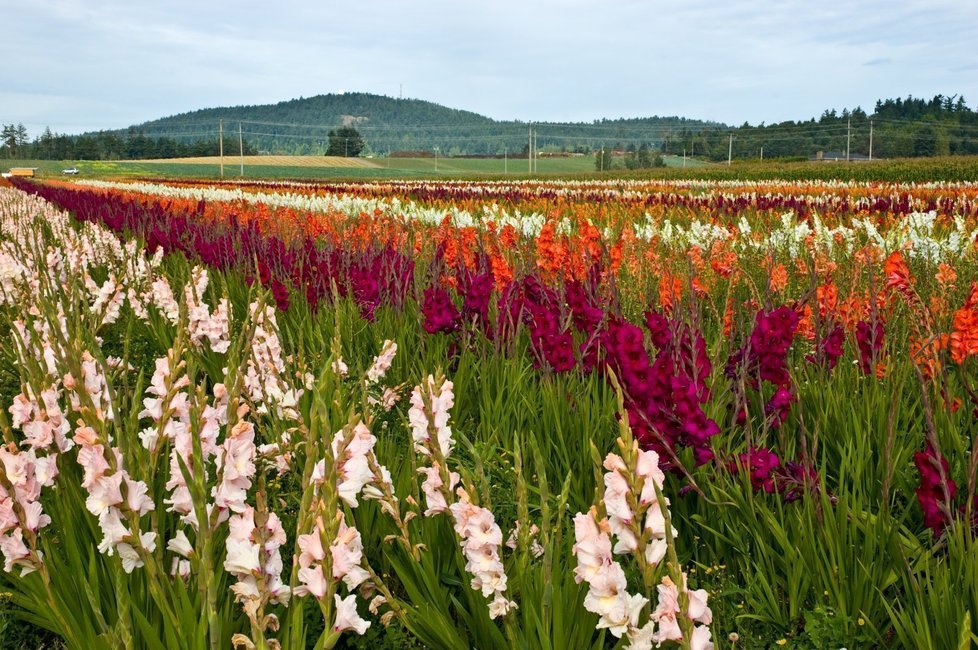 Pomalu přišel čas na vyrývání hlíz jiřin, gladiol, dosen, montbrécií a vůbec všech rostlin, které nemohu přezimovat venku.