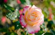 Gloria Dei - Růže oranžové až broskvové barvy pochází z Francie. Okvětní lístky často zdobí růžové okraje.