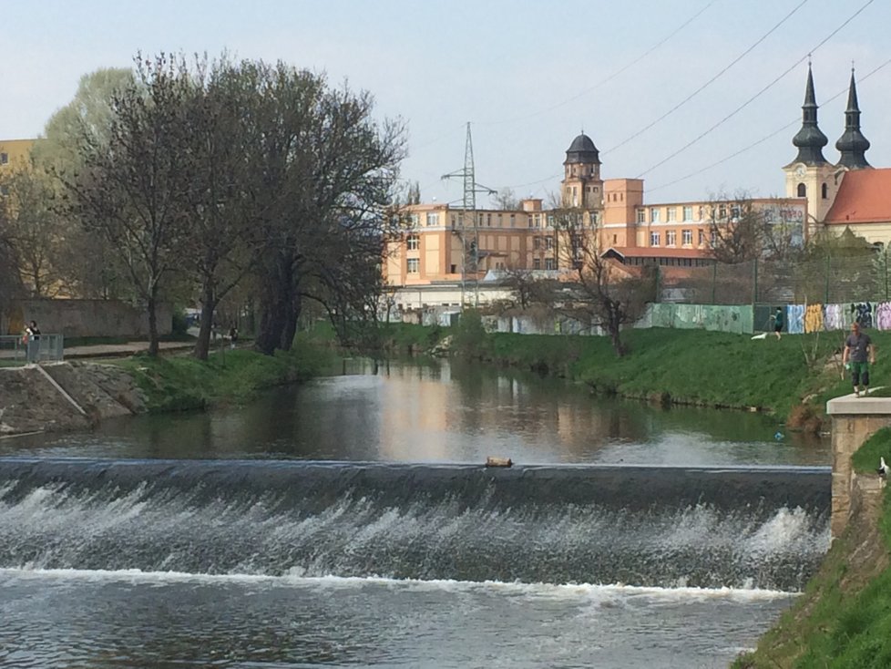 Brno zakáže svým organizacím používat jedovatý glyfosát určený pro údržbu městské zeleně. Nařízení má platit od roku 2020.