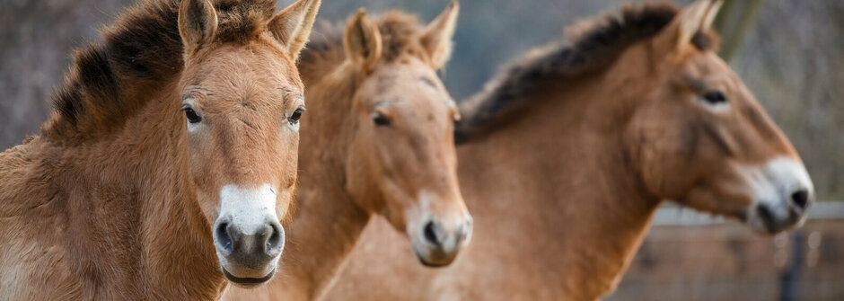 Otevřeno! Mongolská poušť Gobi a její zvířecí obyvatelé v pražské zoo