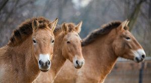 Otevřeno! Mongolská poušť Gobi a její zvířecí obyvatelé…