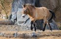 Kůň Převalského je poslední žijící divoký kůň na Zemi