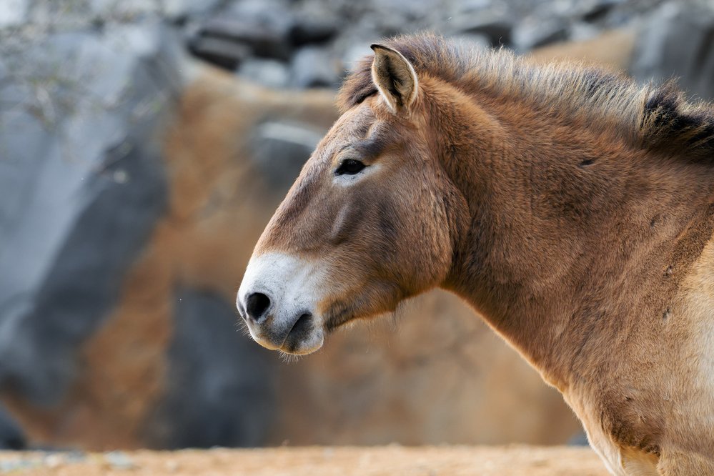 V expozici Gobi dnes žijí tři klisny a jeden hřebec koně Převalského