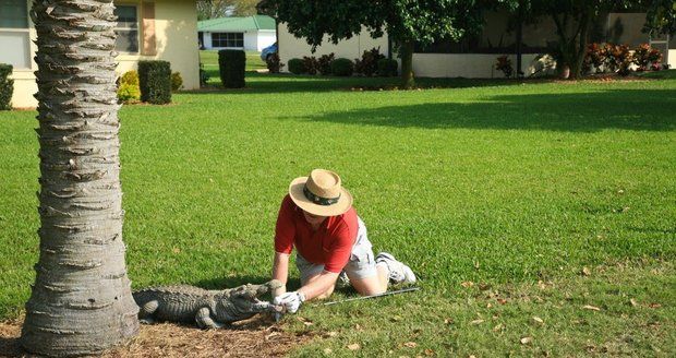 Golfistu pokousal krokodýl - ilustrační foto