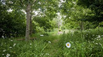 Chci se stát stromem a navždy dýchat. O proměně smrti v nový život uvažuje stále více lidí Chci se stát stromem a navždy dýchat. O proměně smrti v nový život uvažuje stále více lidí