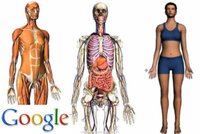 Super vychytávka od Google: Online anatomie člověka