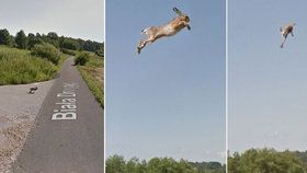 Google Street View auto srazilo a zabilo zajíce na silnici v Polsku.