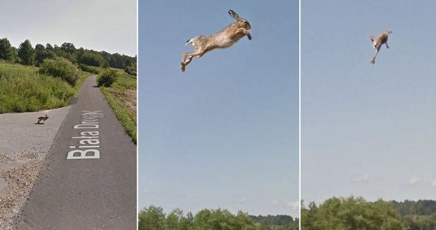 Google Street View auto zabíjelo: Nebohého zajíčka odpálilo do vzduchu