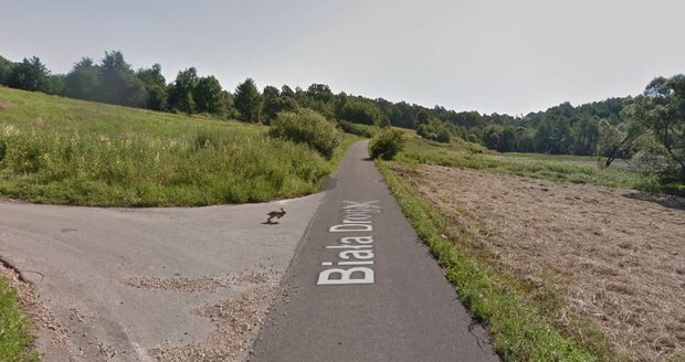 Google Street View auto srazilo a zabilo zajíce na silnici v Polsku.