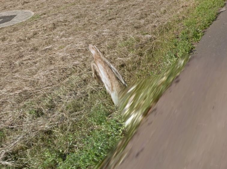 Google Street View auto srazilo a zabilo zajíce na silnici v Polsku.