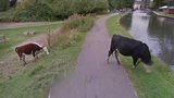 Google Street View rozmazal hlavu krávě: Kvůli ochraně soukromí?!