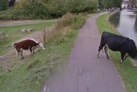 Google Street View rozmazal hlavu krávě: Kvůli ochraně soukromí?!