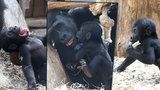 Roztomilé fotky goriláčka Ajabu z pražské zoo: Je mnohem akčnější než ostatní