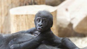 Goriláček Ajabu je neuvěřitelně roztomilý.