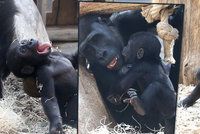 Roztomilé fotky goriláčka Ajabu z pražské zoo: Je mnohem akčnější než ostatní