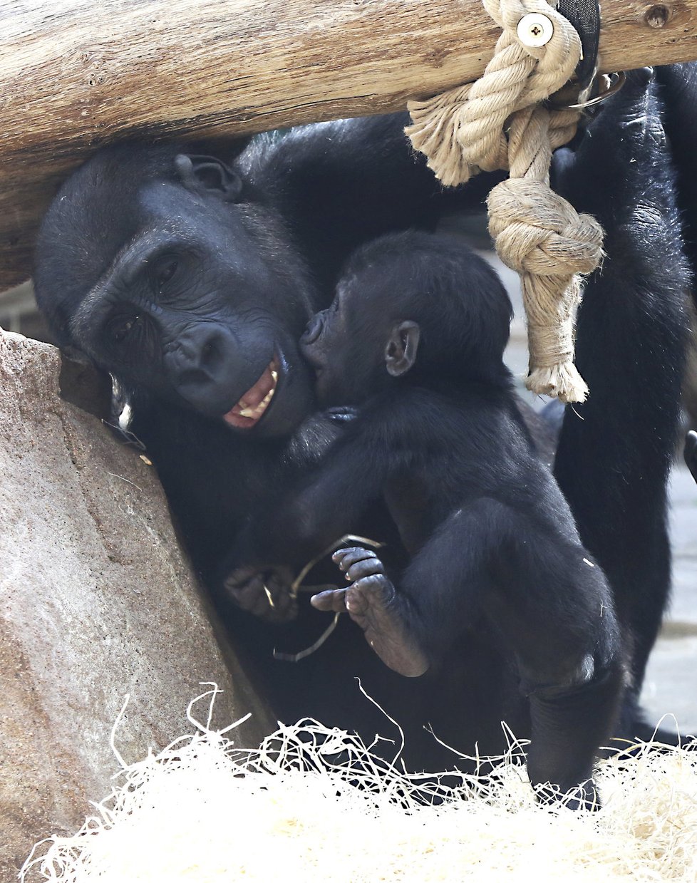 Goriláček Ajabu je neuvěřitelně roztomilý.