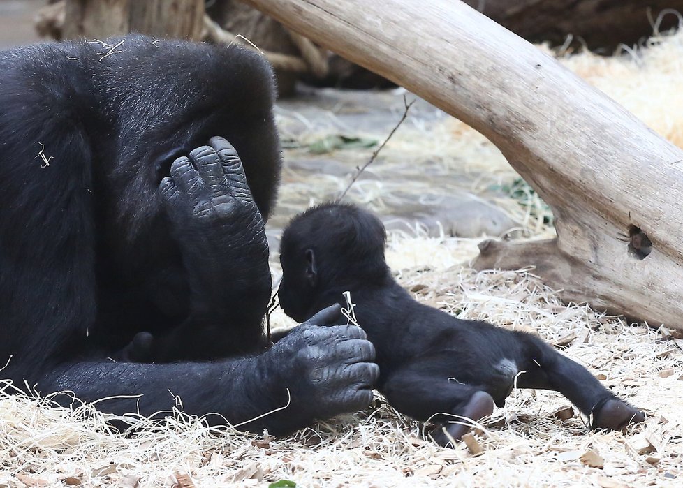 Malý Ajabu v Zoo Praha