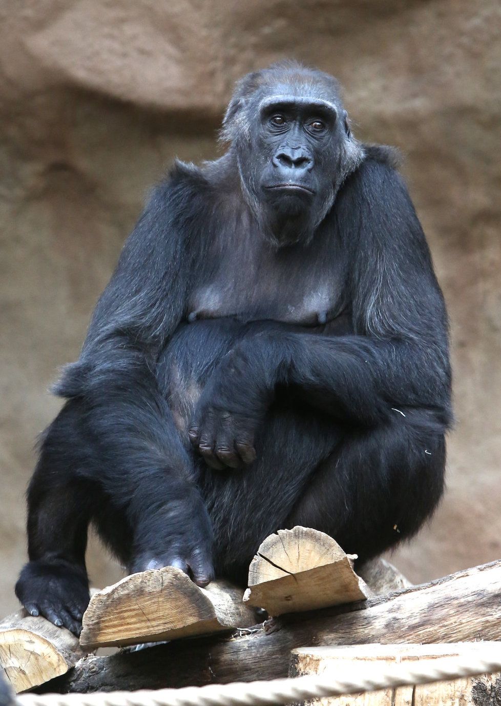 Gorila Bikira patří v pražské zoo mezi ty s nejsmutnějším osudem.