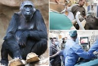 Noční operace v pražské zoo: Gorilu Bikiry (18) ošetřili přední pražští lékaři!