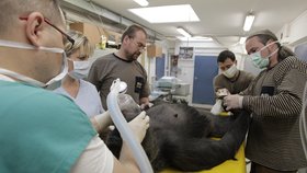 Při operaci bylo na sále rušno. O gorilu se během zákroku starali: sálová sestra, anesteziolog, Roman Vodička (veterinář ze Zoo Praha), chovatel a Vít Lukáš (kurátor primátů).