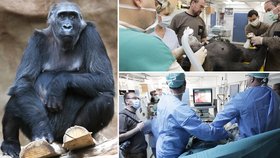 Osmnáctiletou gorilu ošetřili přední pražští lékaři!