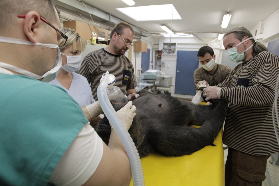 Při operaci bylo na sále rušno. O gorilu se během zákroku starali: sálová sestra, anesteziolog, Roman Vodička (veterinář ze Zoo Praha), chovatel a Vít Lukáš (kurátor primátů).