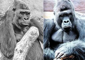 Smutek v pražské zoo: Zemřela gorilí samička Bikira. Nejvíce nesvůj z jejího úhynu jej její druh Richard (vlevo).
