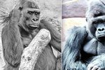 Smutek v pražské zoo: Zemřela gorilí samička Bikira. Nejvíce nesvůj z jejího úhynu jej její druh Richard (vlevo).