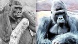 Uhynulá gorilí samice v Zoo Praha: Proč Bikira (†25) trpěla? V tlupě panuje nervozita