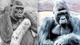 Posmutnělá pražská zoo: Gorily truchlí za Bikiru (†25). Nesvůj je hlavně její druh Richard