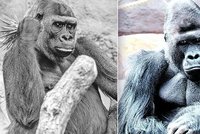 Posmutnělá pražská zoo: Gorily truchlí za Bikiru (†25). Nesvůj je hlavně její druh Richard