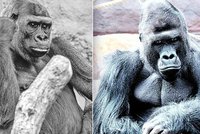 Uhynulá gorilí samice v Zoo Praha: Proč Bikira (†25) trpěla? V tlupě panuje nervozita