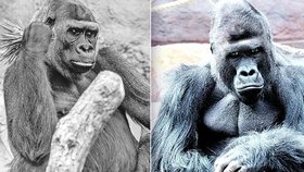 Smutek v pražské zoo: Zemřela gorilí samička Bikira. Nejvíce nesvůj z jejího úhynu jej její druh Richard (vlevo).