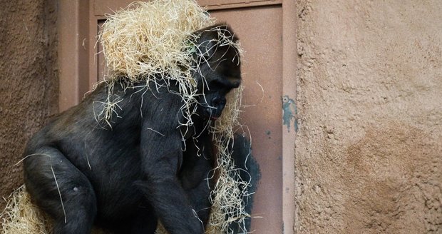 Gorila Bikira patřila v pražské zoo mezi ty s nejsmutnějším osudem.