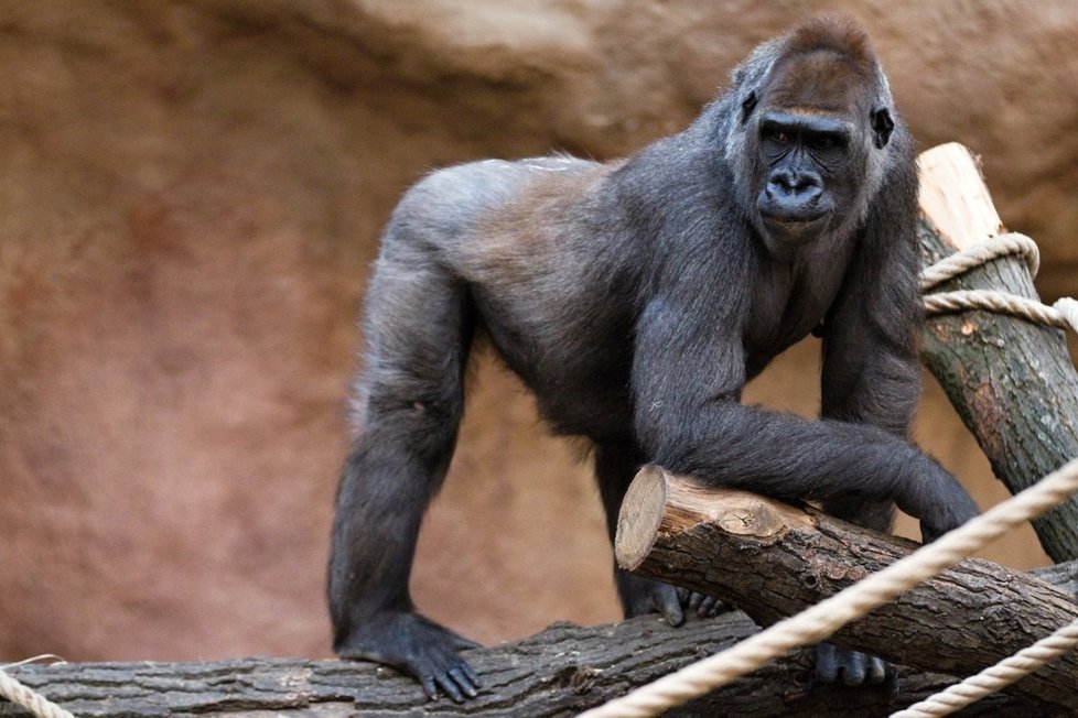 Gorila Bikira patřila v pražské zoo mezi ty s nejsmutnějším osudem.