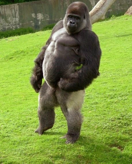 Gorilí unikát – samec, který chodí po dvou! Jestlipak někdy promluví...