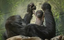 Narození vzácné gorily nížinné: Přírůstek po devíti letech