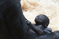 Pražská zoo mlží: Gorilátko je holka?!