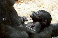 Gorilí mládě z pražské zoo je kluk!