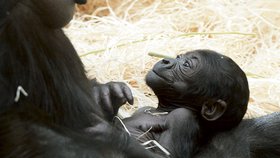 Pražská zoo zatím s pohlavím gorilky mlží.