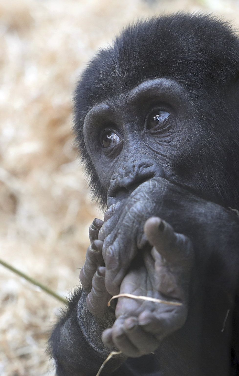 Gorily z pražské zoo umí pěkně dovádět. Při jednom z kousků se goriláček Ajabu zřejmě zranil.