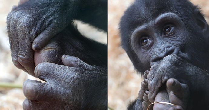 Gorily z pražské zoo umí pěkně dovádět. Při jednom z kousků se goriláček Ajabu zřejmě zranil.