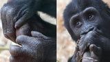 Ajabu má bolístku! Nejmladší goriláček pražské zoo „ochutnává“ svoji patu